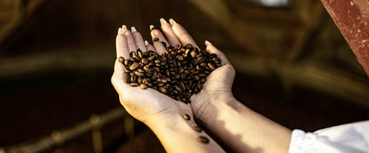 What is the Difference Between Arabica Versus Robusta Coffee Beans? - Omni